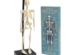 Rex London Anatomiczny model szkieletu szkielet